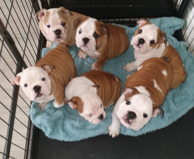 English Bull dog for Sale