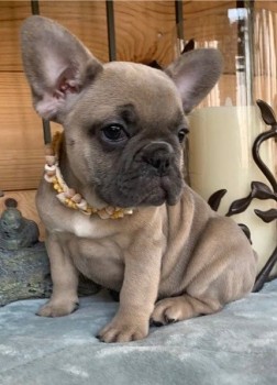 French Bull dog for Sale