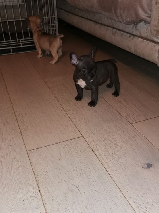 French Bull dog for Sale