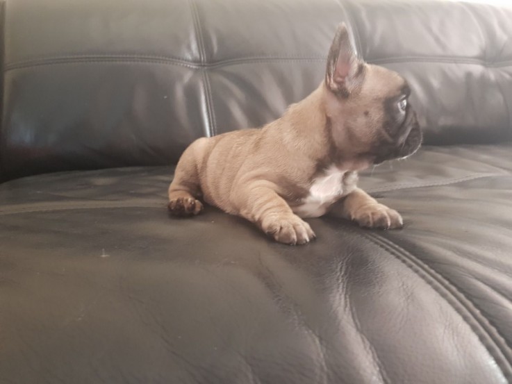 French Bull dog for Sale