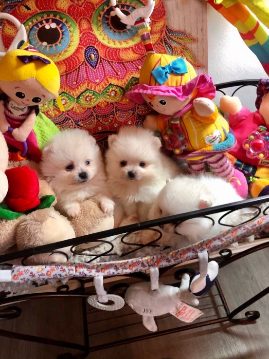 Pomeranian  puppies 