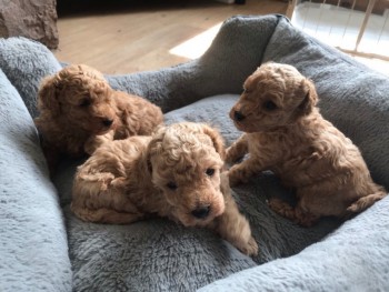 Toy Poodle puppies 