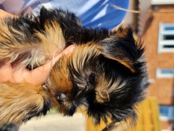 Yorkshire Terrier puppies 