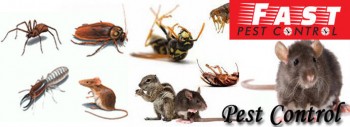 Pest Control Windsor