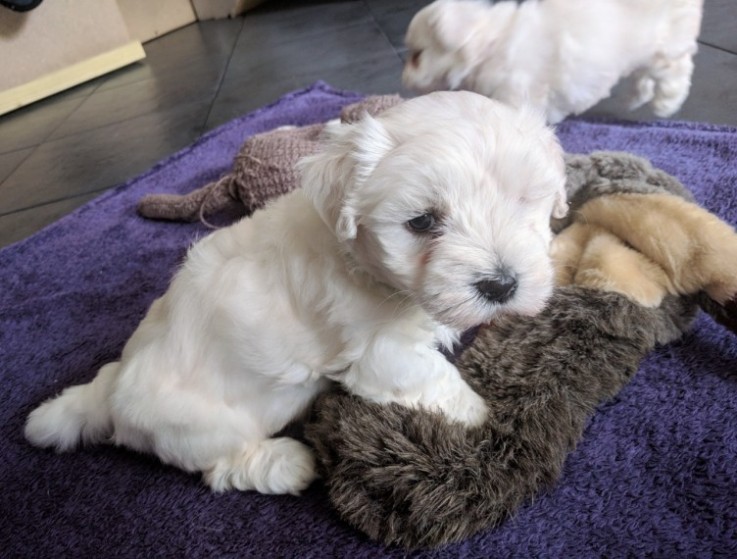  Gorgeous Maltese puppies 