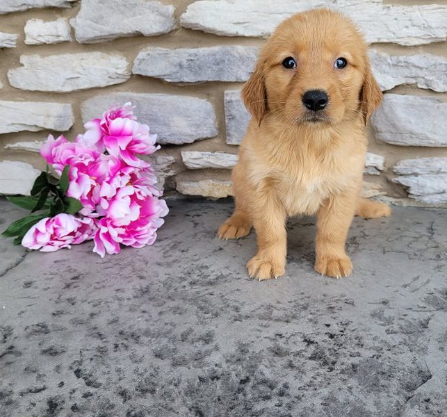 Adorable Golden Retriever