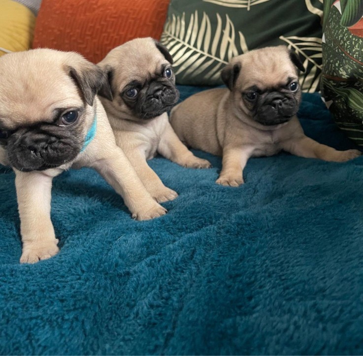  Gorgeous Pug  puppies 