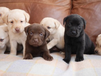 Labrador Retriever puppies 