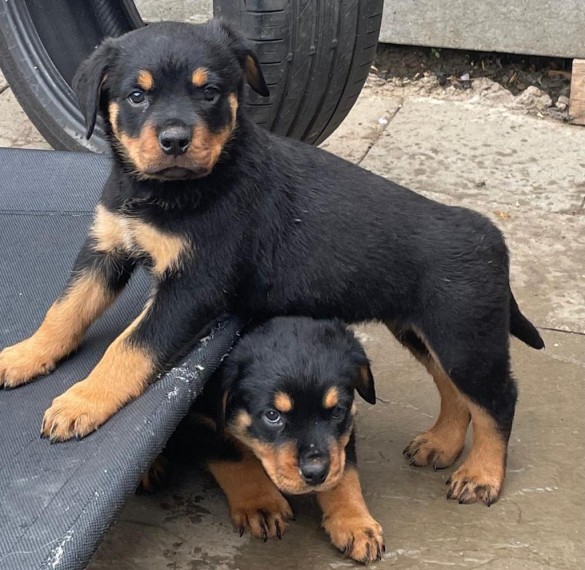  Absolutely Healthy Rottweiler puppies