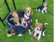 Beautiful Beagle Puppies For Sale