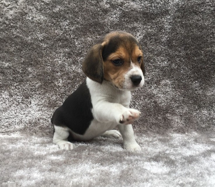 Stunning Kc Registered Beagle puppies 