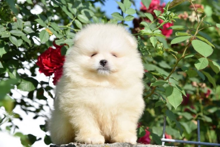 Outstanding Pomeranian Puppies