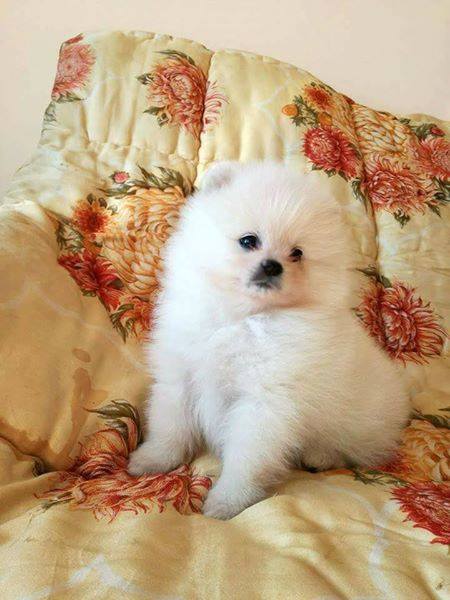 Pomeranian Pedigree Pupies 