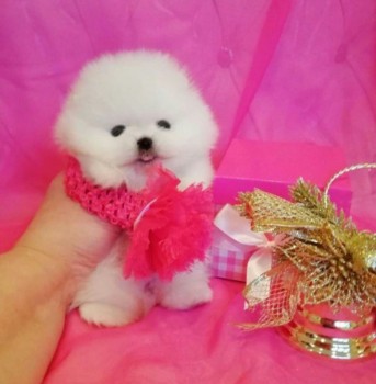 Pomeranian Puppies For Sale