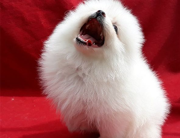 Pomeranian Kc Registered Puppies