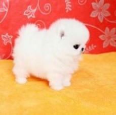 **kc Reg Outstanding Quality Poms**