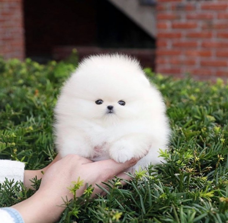 Two Pomeranian Boys