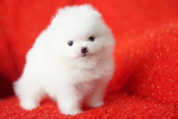 5 Beautiful Pomeranian Puppies For Sa