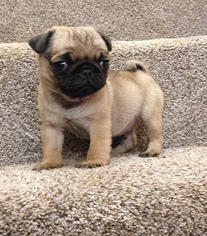  4 Kc Pug Puppy For Sale