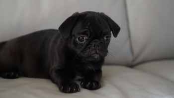 Beautiful Chunky Pugs