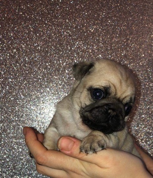 Beautiful Champion Pug Puppies