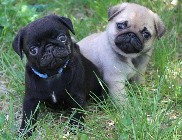 Pug Babies Ready Now !!