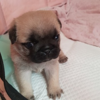 Pug Cross Puppies Ready Now