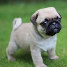 Adorable Pug Puppies