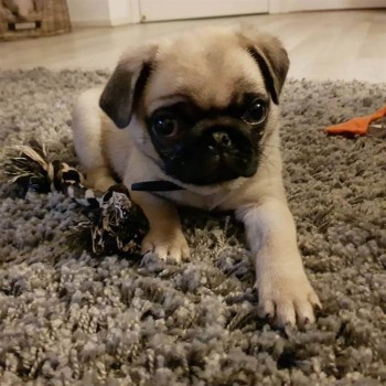 Two Beautiful Kc Pug Boys For Sale