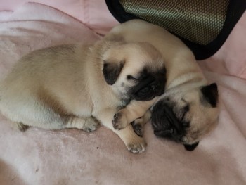 Stunning Litter Of Pugs