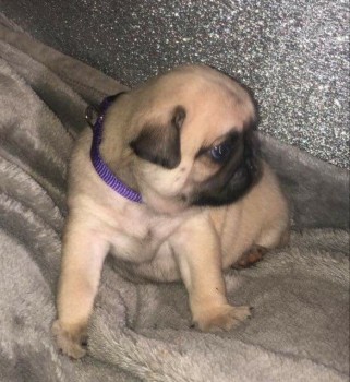 Gorgeous Kc Registered Pugs Ready Now