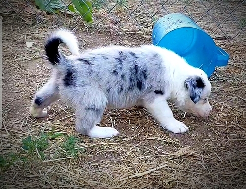 Border Collie puppies for sale