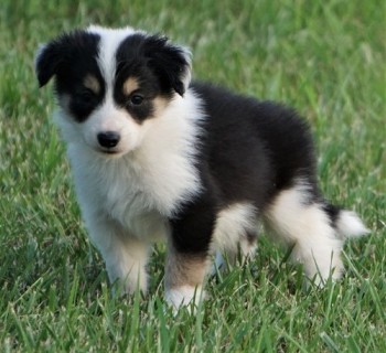 Border Collie puppies for sale