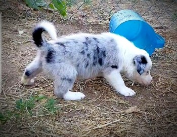 Border Collie puppies for sale