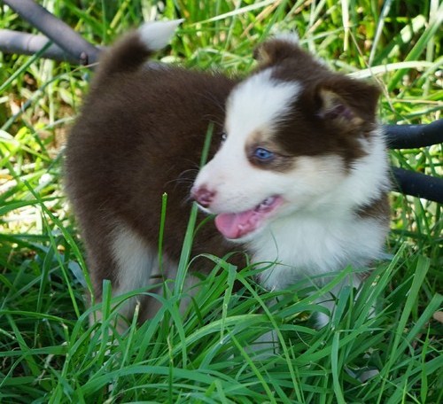 Border Collie puppies for sale