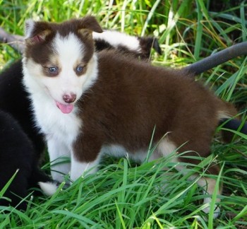 Border Collie puppies for sale