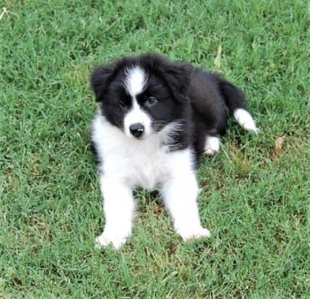 Border Collie puppies for sale