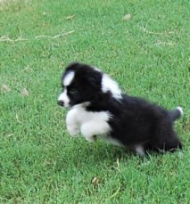 Border Collie puppies for sale