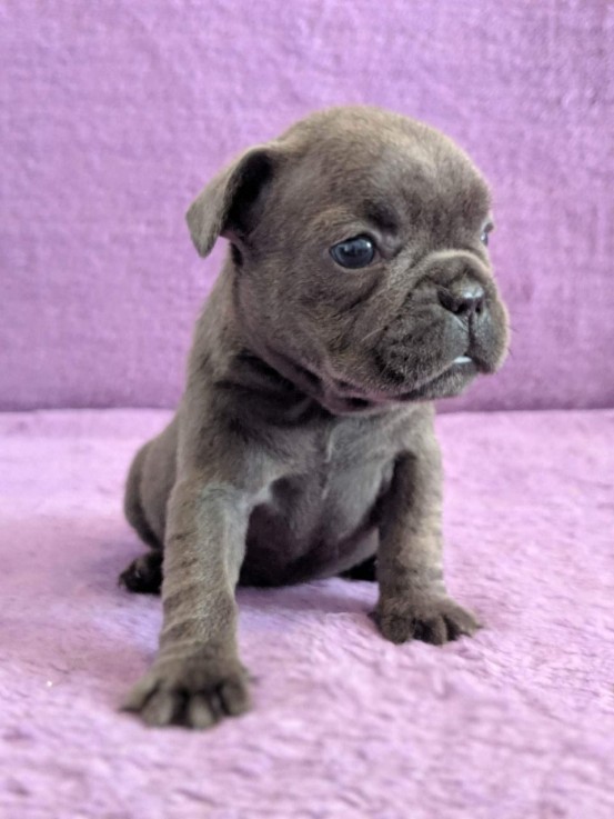 Quad Carrier French Bulldog Puppies