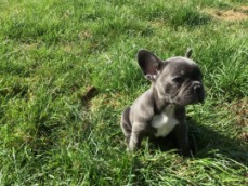 French Bulldog Puppies