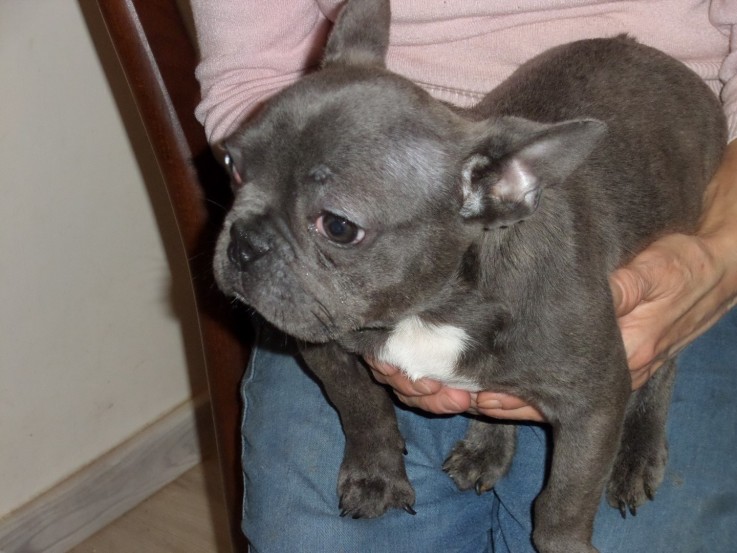 6 Family Adored Blue French Bulldogs