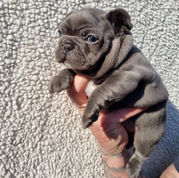 Amazing Quality French Bulldog Puppies