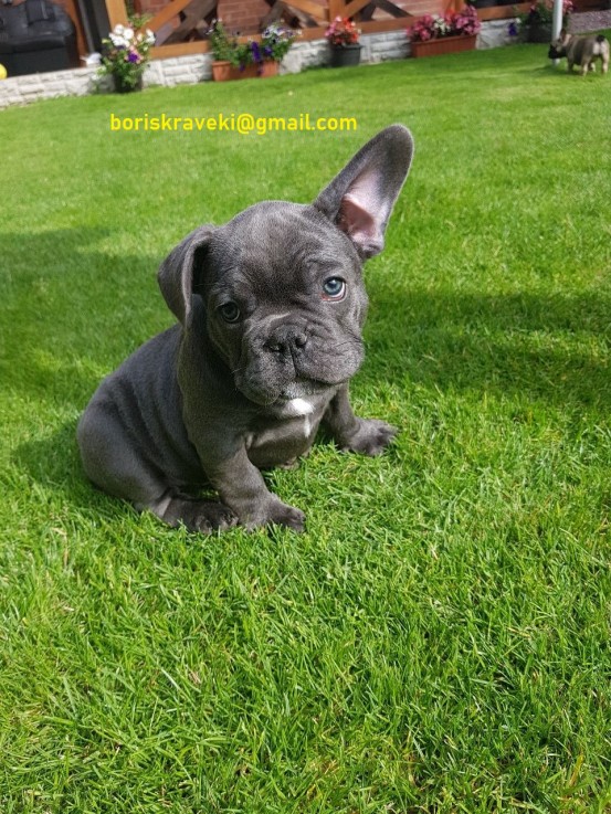  12 Kc Registered French Bulldogs