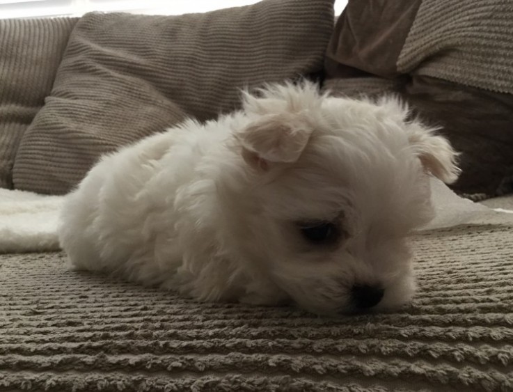 Two Teacup Maltese Puppies Needs a New F