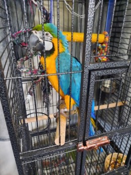 Blue & Gold Macaw