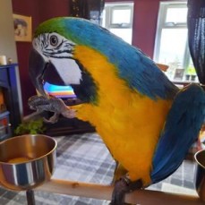 Gorgeous Blue & Gold Boy Macaw. 18 Month