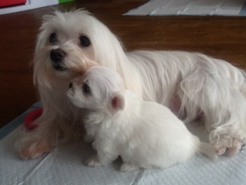 Two Teacup Maltese Puppies Needs a New F