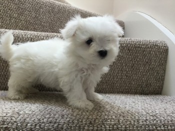 Two Teacup Maltese Puppies Needs a New F