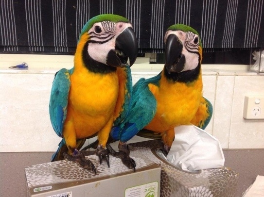 Blue And Gold Macaw