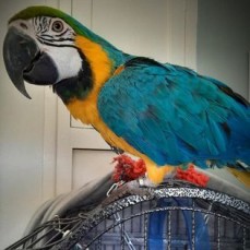 Blue And Gold Macaw